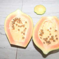 Carica papaya L.